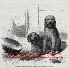 Bricchetto cane Grifone Vendeen Grand Basset GBGV, 1870 antica stampa incisione