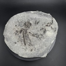 Barasaurus besairiei fossil