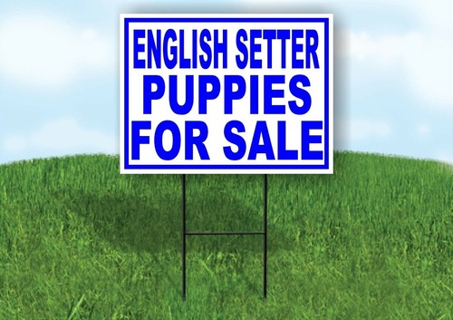 Setter inglese cuccioli - setter,