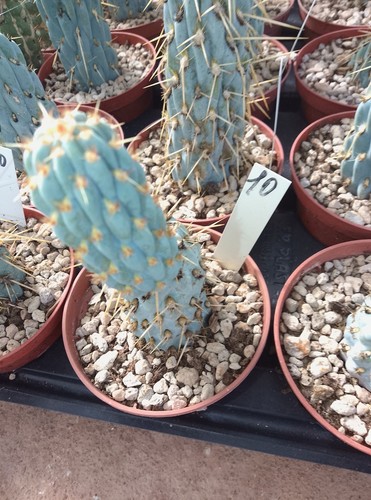 Opuntia minguellii blu - 🌵opuntia, blu🌵