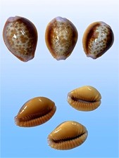 Cypraea helvola argella, Diego Suarez, Madagascar, 19,1-23,4 mm, DELTOID SET