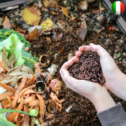 Vermi compost lombrico - compost,