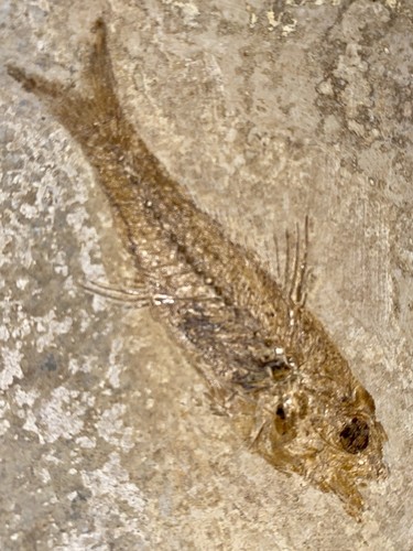 Grand poisson fossile dapalis - poisson,
