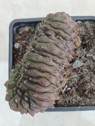 Gymnocalycium cristata rare - gymnocalycium,