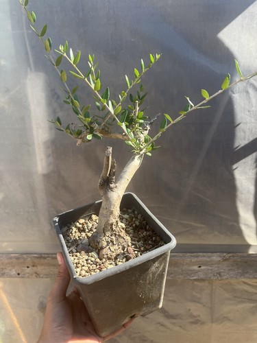 Bonsai olivastro yamadori - bonsai,
