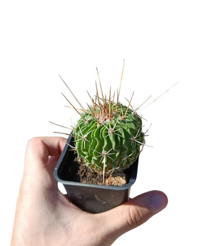 Echinofossulocactus crispatus - echinofossulocactus,