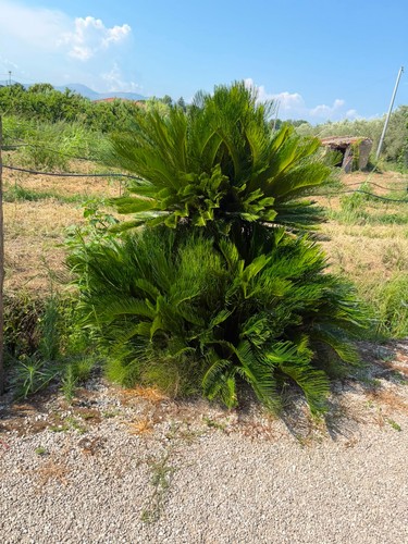 Cycas revoluta contattare - contattare, il