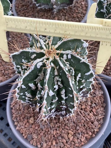 Astrophytum ornatum - , cv