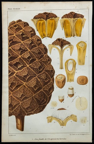 1864 cono femmina - -,