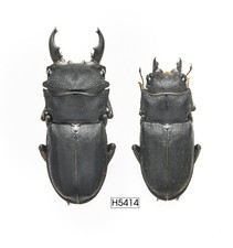INSETTO - H5414. Lucanidae