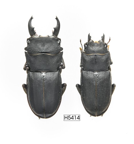 Insetto h5414 lucanidae - insetto, h5414.