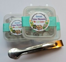 Bonsai di LOTO BIANCO, pre