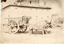 Italy, Ox-drawn wagon in the