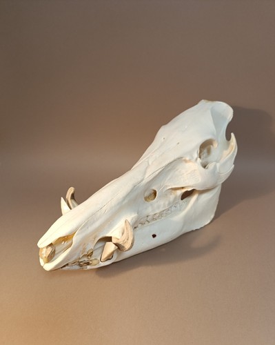 Taxidermy cabinet de - taxidermy,,