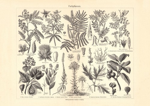 Piante colorate stampa - , storica