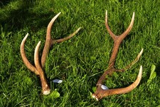 Coppia di palchi di cervo rosso trentino