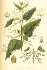 500 semi gr. ortica Urtica