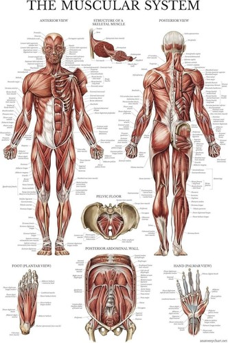 Human muscular system - human, anatomy