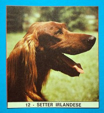 IL MONELLO I FEDELISSIMI 1971-Figurina-Sticker n.12 - SETTER IRLANDESE