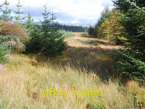Photo 6x4 forest - 6x4,