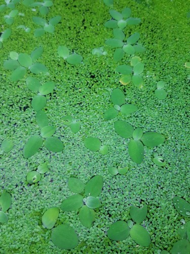Lenticchie all acqua lemna - all'acqua, (lemna