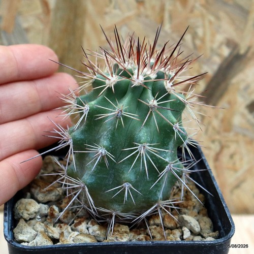 Echinocereus engelmanni vaso - echinocereus, 8