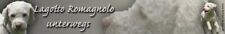 LAGOTTO ROMAGNOLO Cane Acquatico Italiano Sticker ADESIVO Adesivo Auto #1