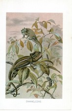 Stampa Antica 1905 = CAMALEONTE = Rettili = CROMOLITOGRAFIA Old Print