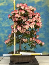 Joe Bonsai Rarità " Shuchuka