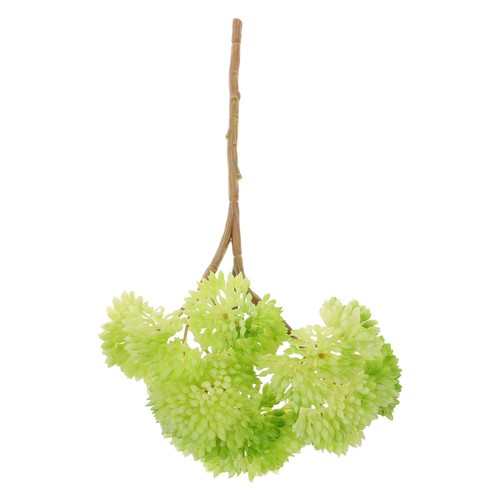 Mini piante grasse - ,