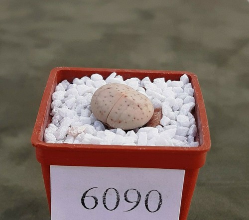 Dinteranthus vanzylii 644 - dinteranthus,
