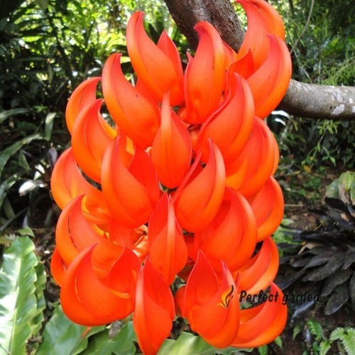 Semi rosso mucuna bennettii - 5,
