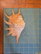 Grande conchiglia comune