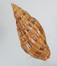VOLUTA LYRIA LYRAEFORMIS