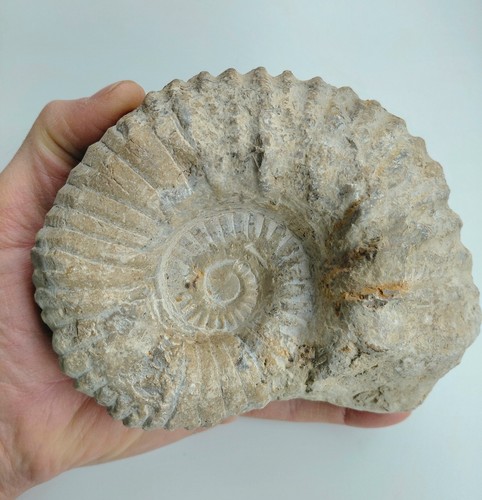 Grande ammonite fossile - grande,