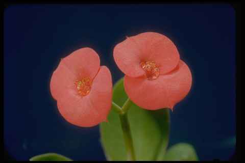 410006 corona spine - corona,