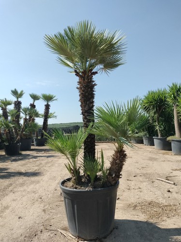 Palma nana chamaerops humilis - palma,