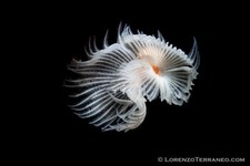 Stampe foto subacquee d'autore