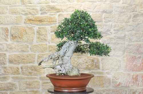 Bonsai olivo - bonsai, di