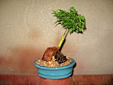 BONSAI GRAFTED ROOT OVER ROCK