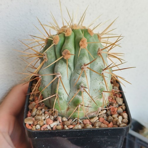Copiapoa gigantea kk80 - gigantea, 9