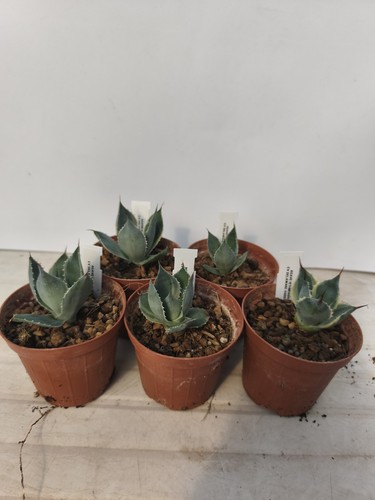 Agave isthmensis cv - agave,
