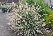 Salix integra 'Hakuro-Nishiki' / Saule crevette / Conteneur de 3 à 4 litres