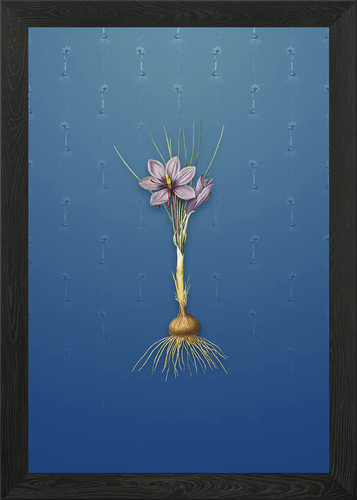 Quadro vintage crocus sativus - quadro,