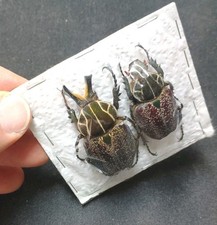 Inca clathrata summer coppia enorme!!! A1!