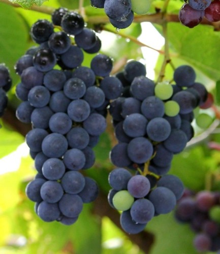Uva fragola nera - uva, vite