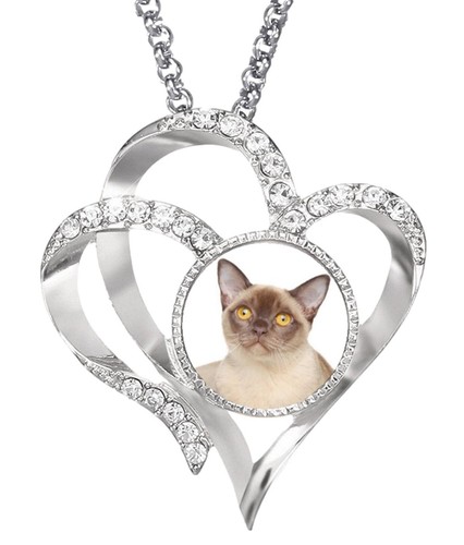 Burmese cat pet - cat,