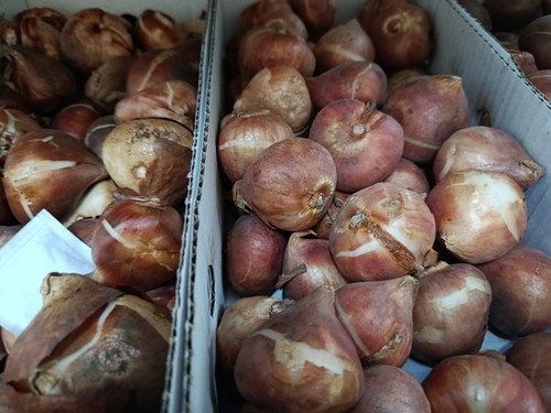 Tulipani bulbi fiori - bulbi,
