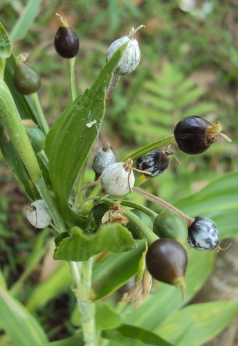 Coix lacryma jobi adlay - coix, lacryma-jobi