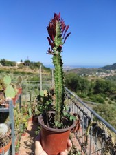 ?1 Vaso 10 Ø Cm Pianta EUPHORBIA TRIGONA RUBRA Rare❤️?️?+1 Omaggio